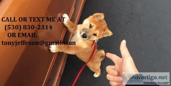 Mnhgrt clever shiba inu puppies 4 sale 