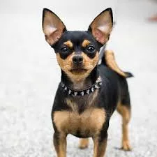 Pet medications