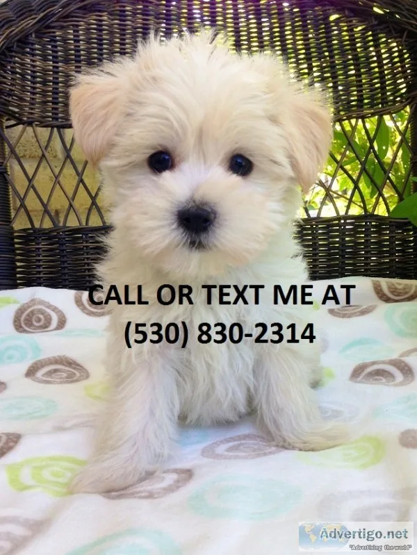Mdnfs famous maltese puppies for sale 