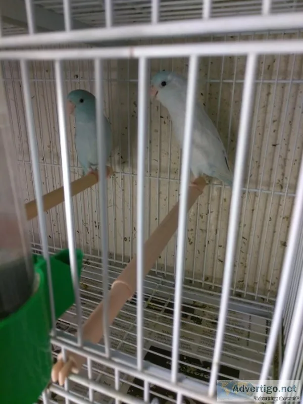 Dzd sweet brilliant, neat parrotlets