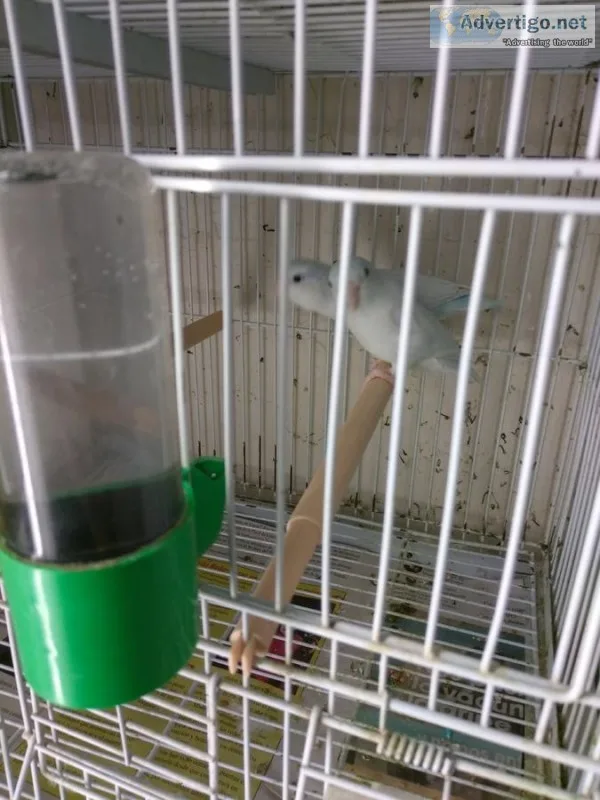 Dbd sweet brilliant, neat parrotlets