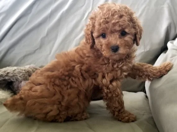Toy poodles are ready to go