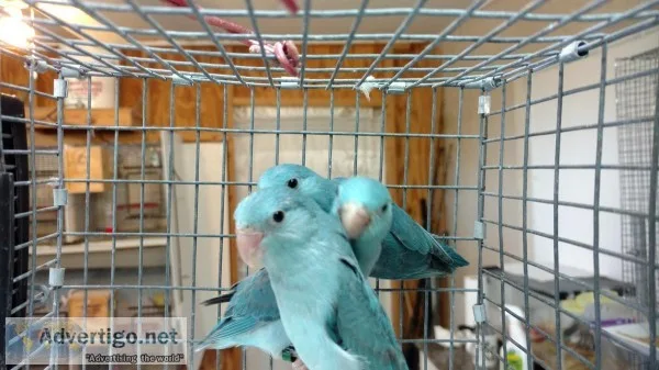 Dsd sweet brilliant, neat parrotlets