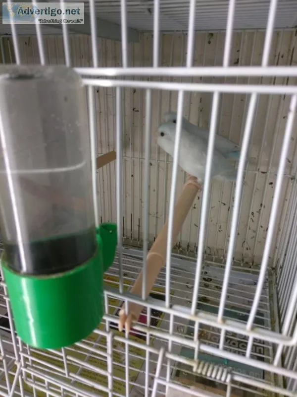 Fhf sweet brilliant, neat parrotlets
