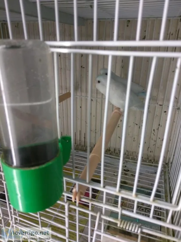 Dxd sweet brilliant, neat parrotlets