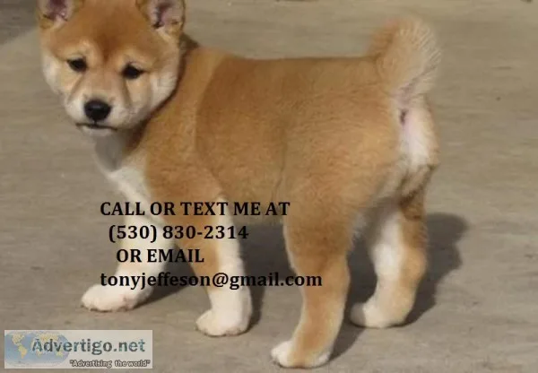 Dvsad cute/smart shiba inu puppies 4 sal
