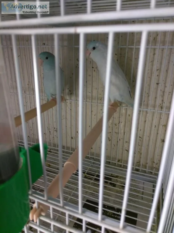 Fgf sweet brilliant, neat parrotlets