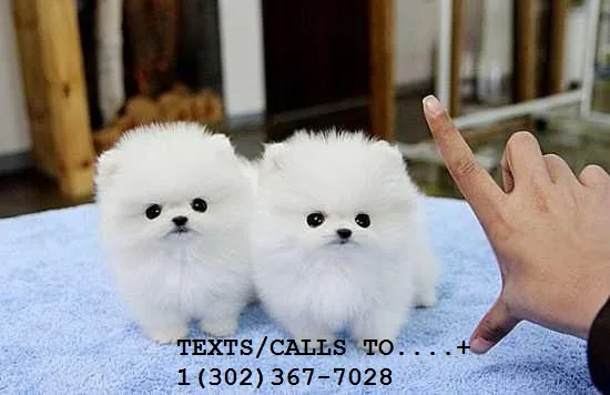 Pedigree pomeranian puppies for sale