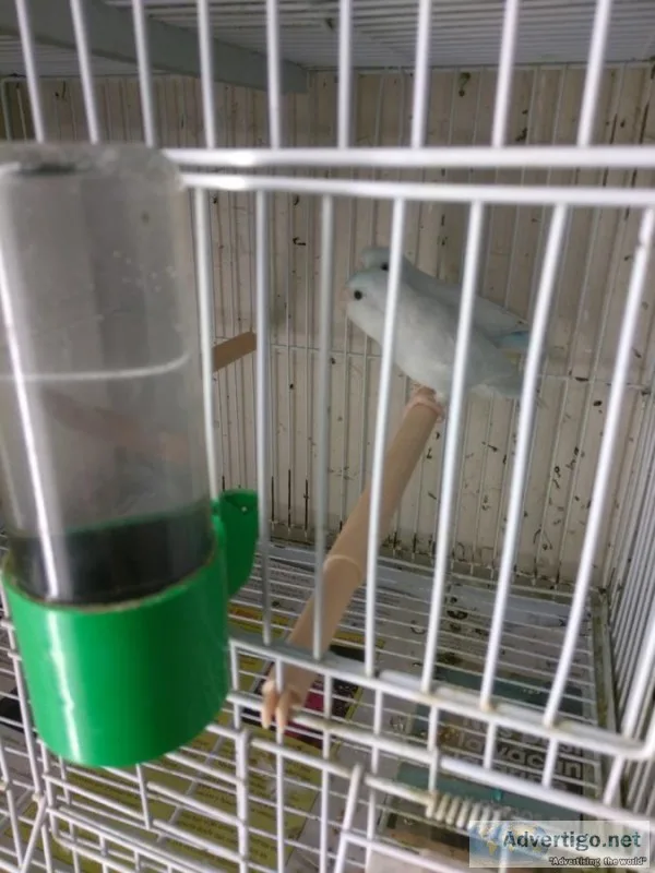 Dfd sweet brilliant, neat parrotlets