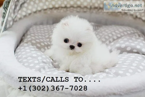 Available male/female pom pups for sale