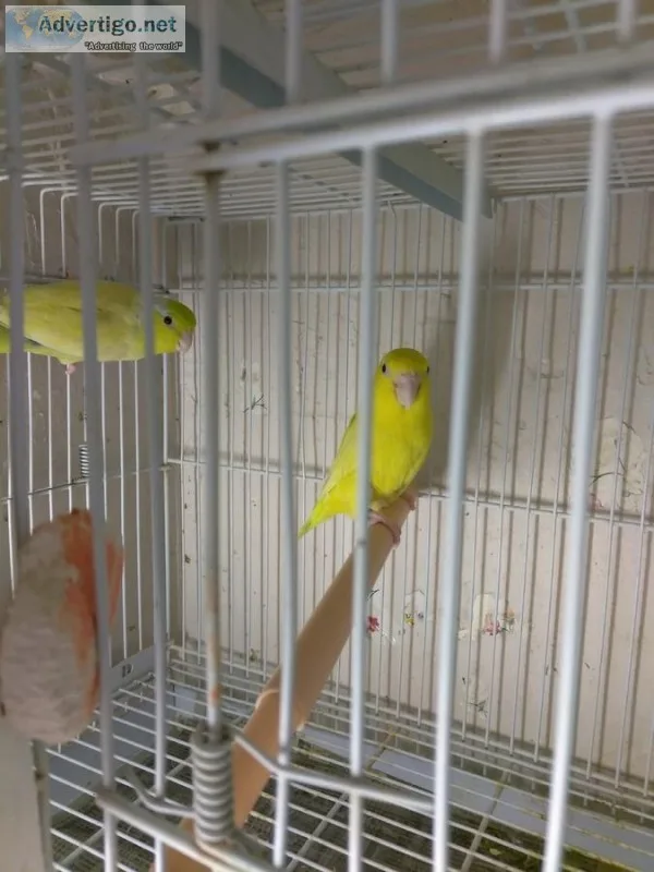 Ftf sweet brilliant, neat parrotlets