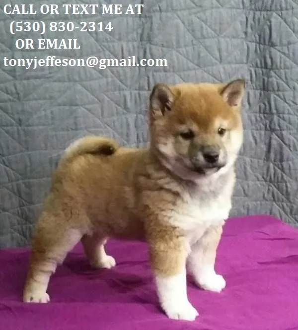 Mkjnht healthy shiba inu puppies for u