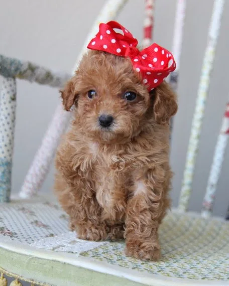 Toy poodles are ready to go