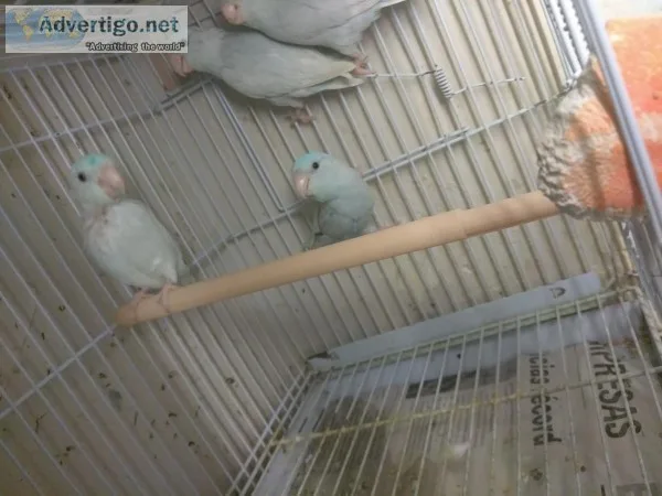 Fqf sweet brilliant, neat parrotlets