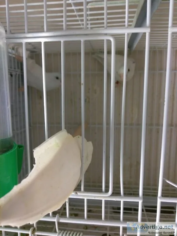 Fjf sweet brilliant, neat parrotlets