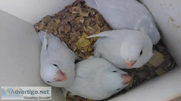 Fef sweet brilliant, neat parrotlets