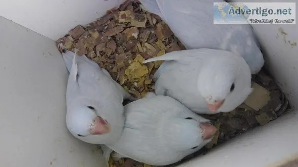 Dnd sweet brilliant, neat parrotlets