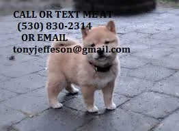 Ssdr benevolent shiba inu puppies 4 sale