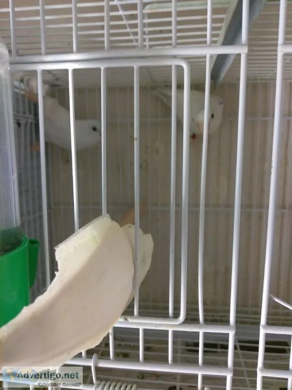 Dcd sweet brilliant, neat parrotlets