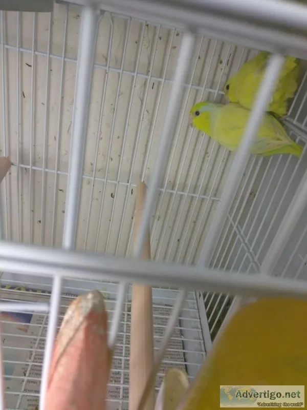 Frf sweet brilliant, neat parrotlets