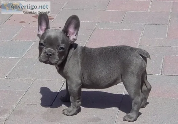 Vbbvhnj compassionate blue french bulldo