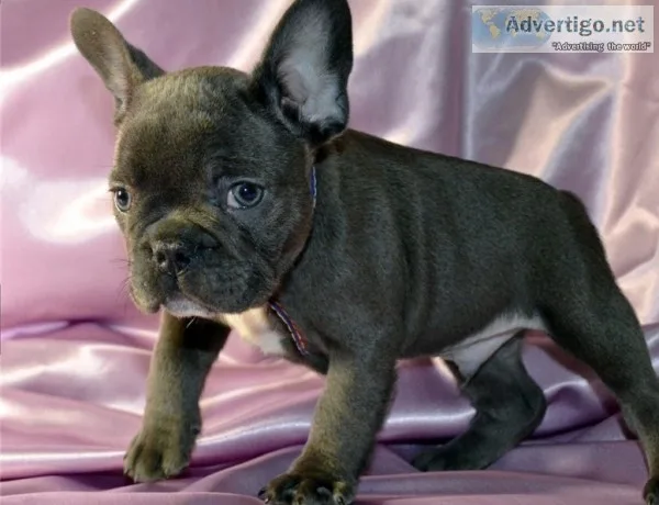 Ytythyj exceptional blue french bulldog 