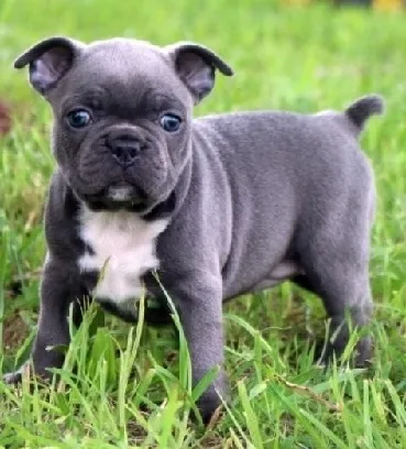 Rfdfrrrf adept blue french bulldog puppi