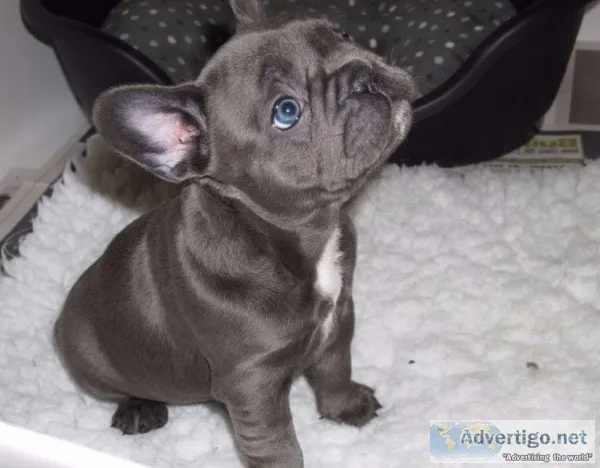 Thgtghb neat blue french bulldog puppies