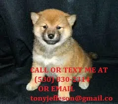 Kjnhg gorgious shiba inu puppies for sal