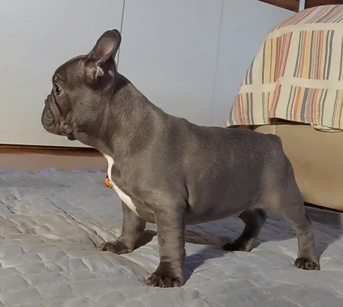 Gthgtyh remarkable blue french bulldog p