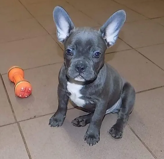 Gbvfgth honest blue french bulldog puppi