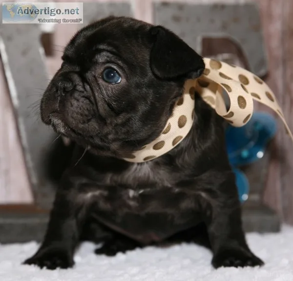 Top quality blue french bulldog puppies