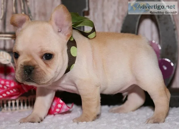Cute males and females french bulldogs