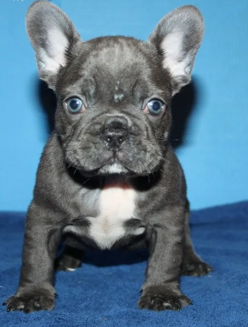 French bulldogs for re-homing