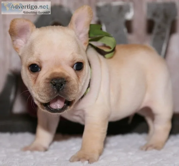 Gorgeous french bulldog puppies 