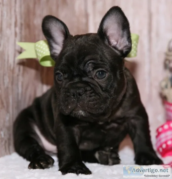 Potty trained french bulldog puppies