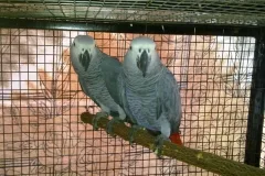 Palm cockatoo and hyacinth macaws availa