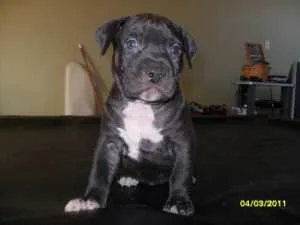 French bulldog puppies now available