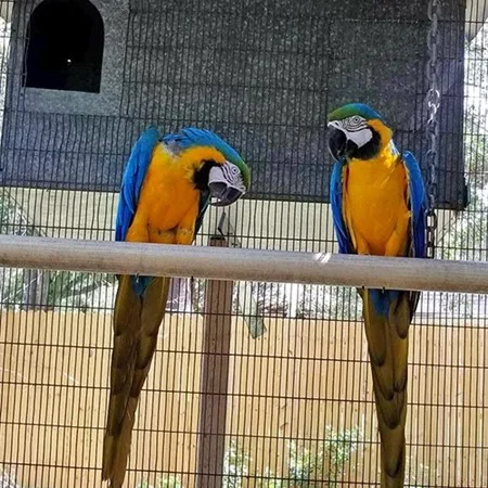 Palm cockatoo and hyacinth macaws availa