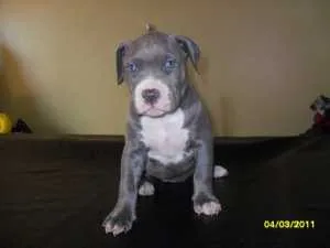 French bulldog puppies now available