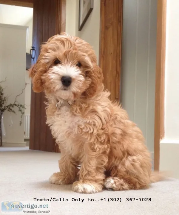Gorgeous qty toy poodle puppies for sale