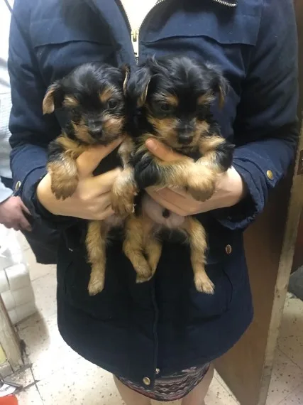 Exceptional tea-cup yorkie puppies for s