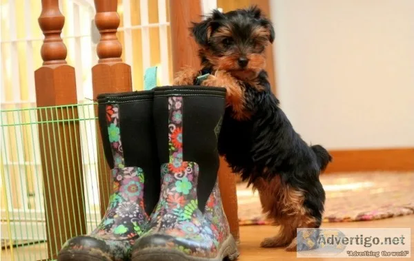 Exceptional tea-cup yorkie puppies for s