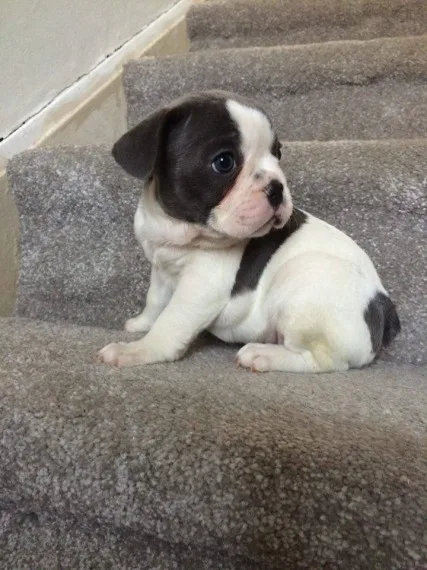 2 amazing french bulldog puppies for sal