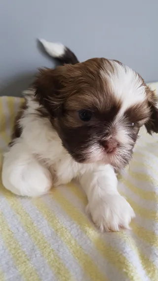 Adorable shih tzu puppies available 