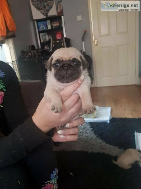 Beautiful pug puppies for sale