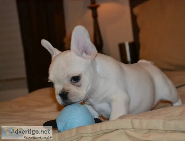 2 amazing french bulldog puppies for sal