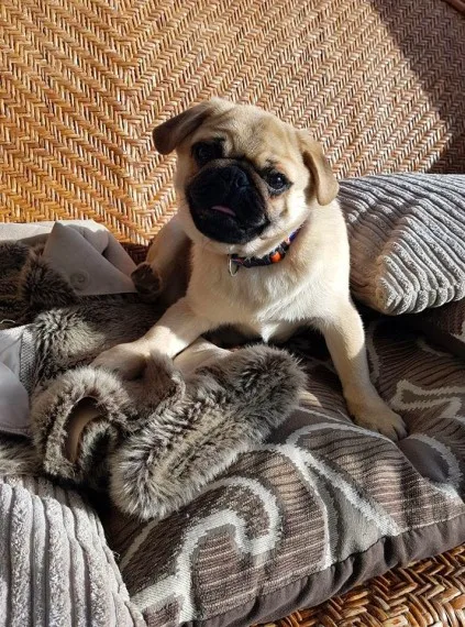 Beautiful pug puppies for sale