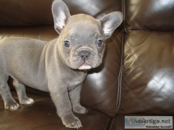 2 amazing french bulldog puppies for sal
