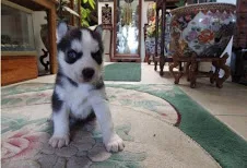 Adorable blue eyes husky puppies